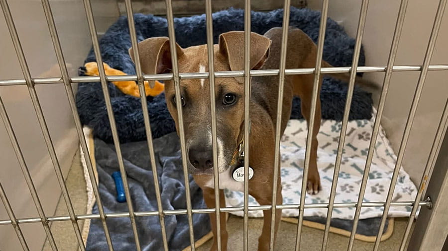 Dog being boarded in VCA Plymouth Pet Resort indoor dog kennel