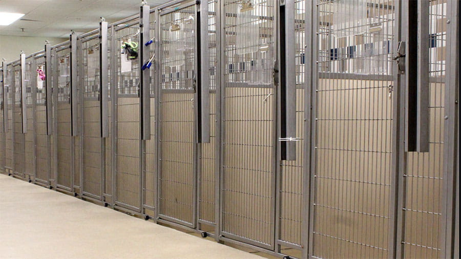 VCA Plymouth Pet Resort indoor dog kennel