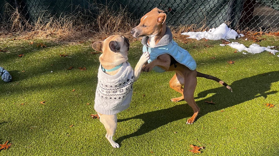 Two small dogs wearing sweaters playing at VCA Plymouth Pet Resort