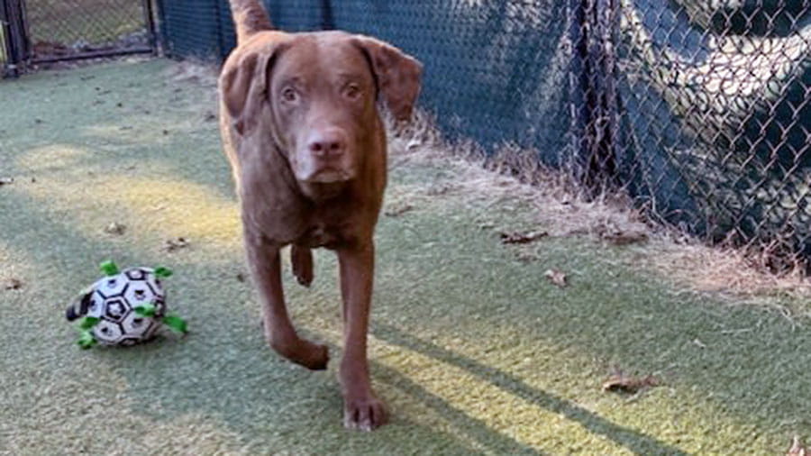 Chocolate Lab playing outside at VCA Plymouth Pet Resort