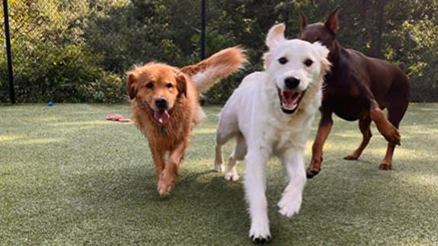Three pups playing in yard at VCA Plymouth Pet Resort