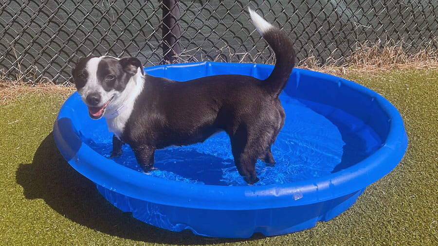 Happy dog in pool at VCA Plymouth Pet Resort