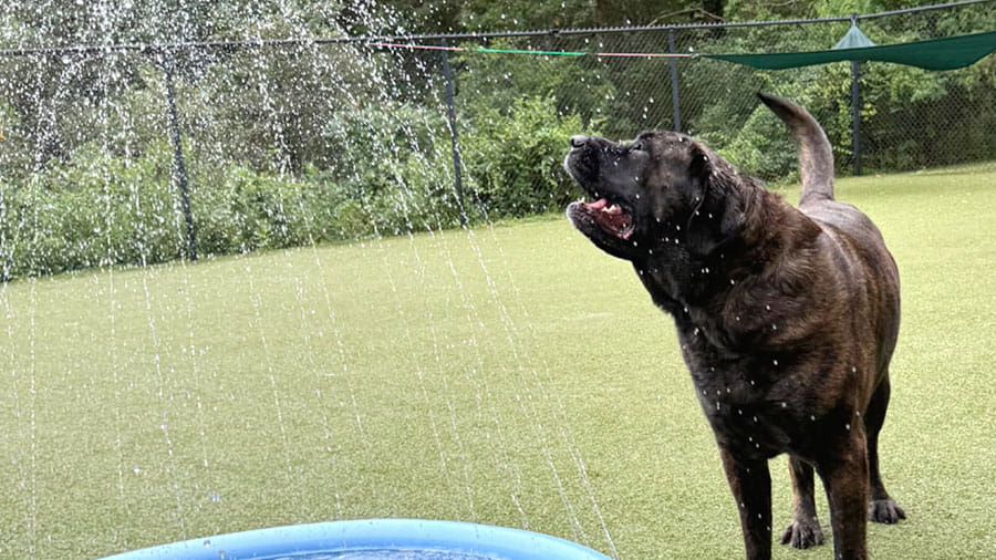 Large dog playing with sprinkler at VCA Plymouth Pet Resort