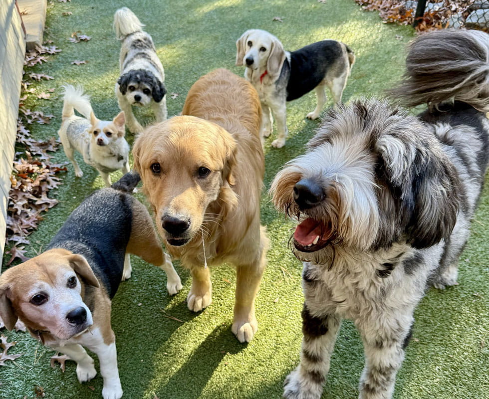 Group of dogs socializing at VCA Plymouth Pet Resort