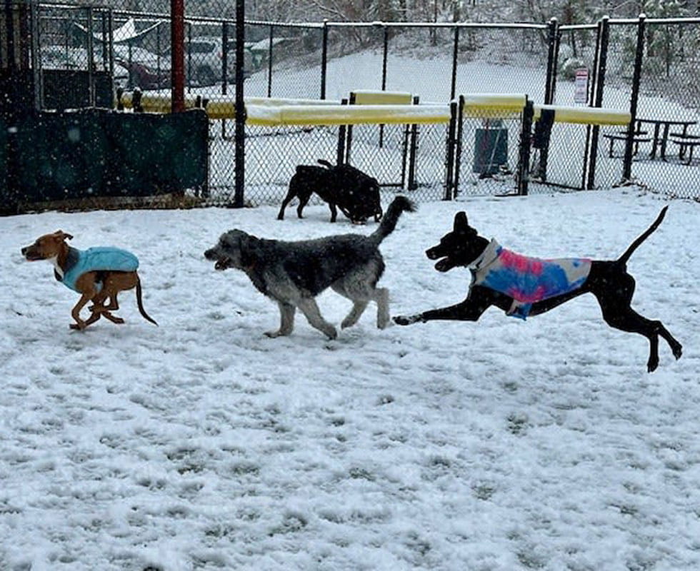 Dogs playing in the snow at VCA Plymouth Pet Resort