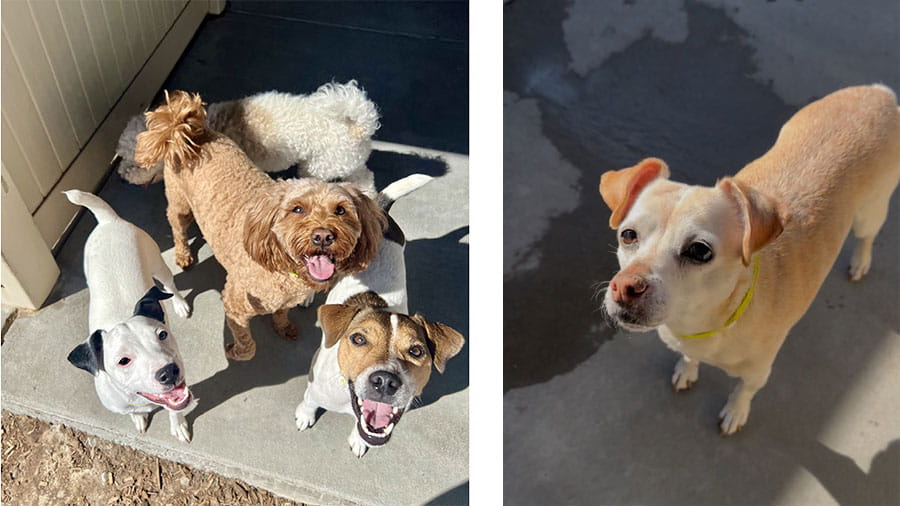 Group of dogs and small dog playing at VCA Timpanogos Animal Hospital Resort