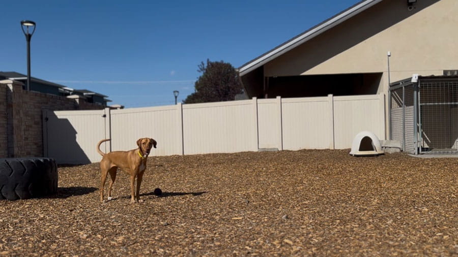 VCA Timpanogos Animal Hospital Resort Dog in Play Yard