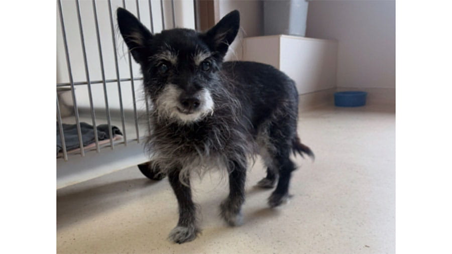 Small Dog at VCA Timpanogos Animal Hospital Resort