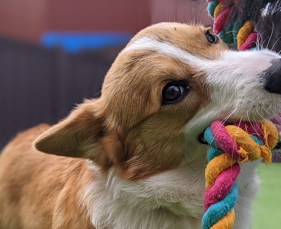 Family Pet Resort Boarding 50-50