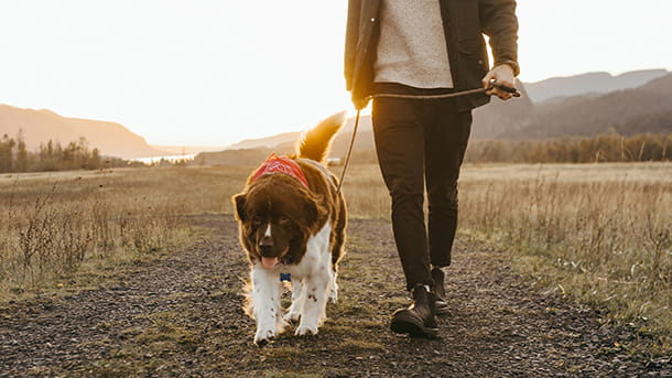 White and brown dog on a walk during sunset