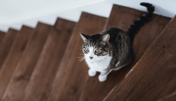 Black and white tabby cat sitting on stairs