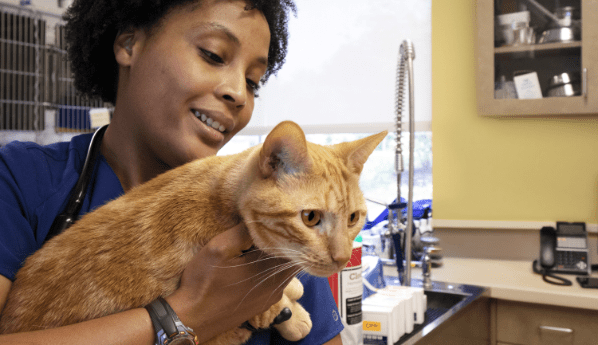 Veterinarian holding an orange tabby cat