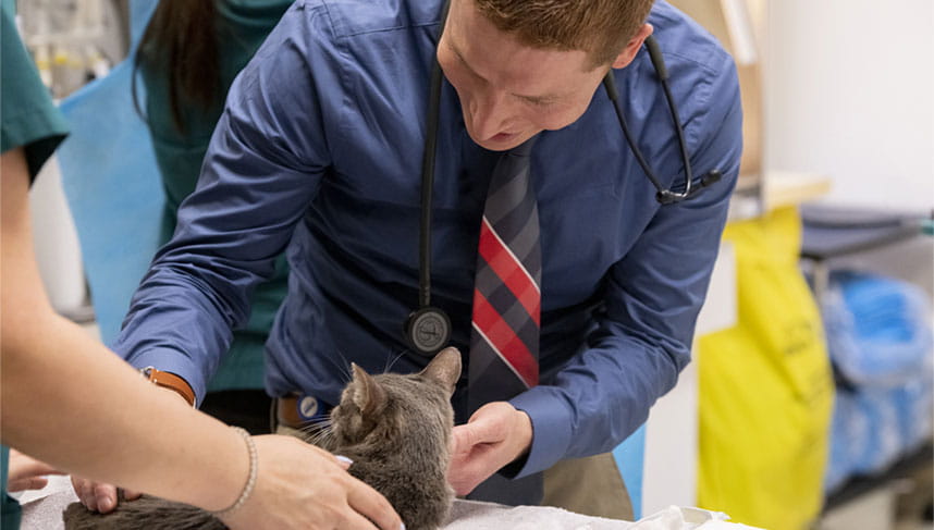 Pet Cancer Care Banner Image