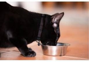 senior feeding