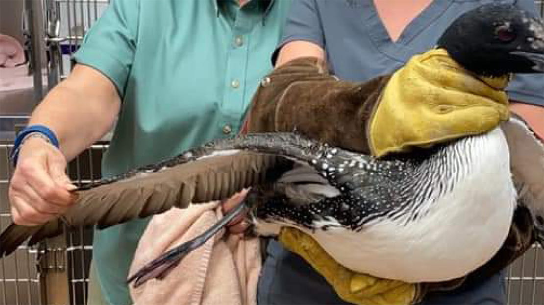 VCA Voice Loon Story