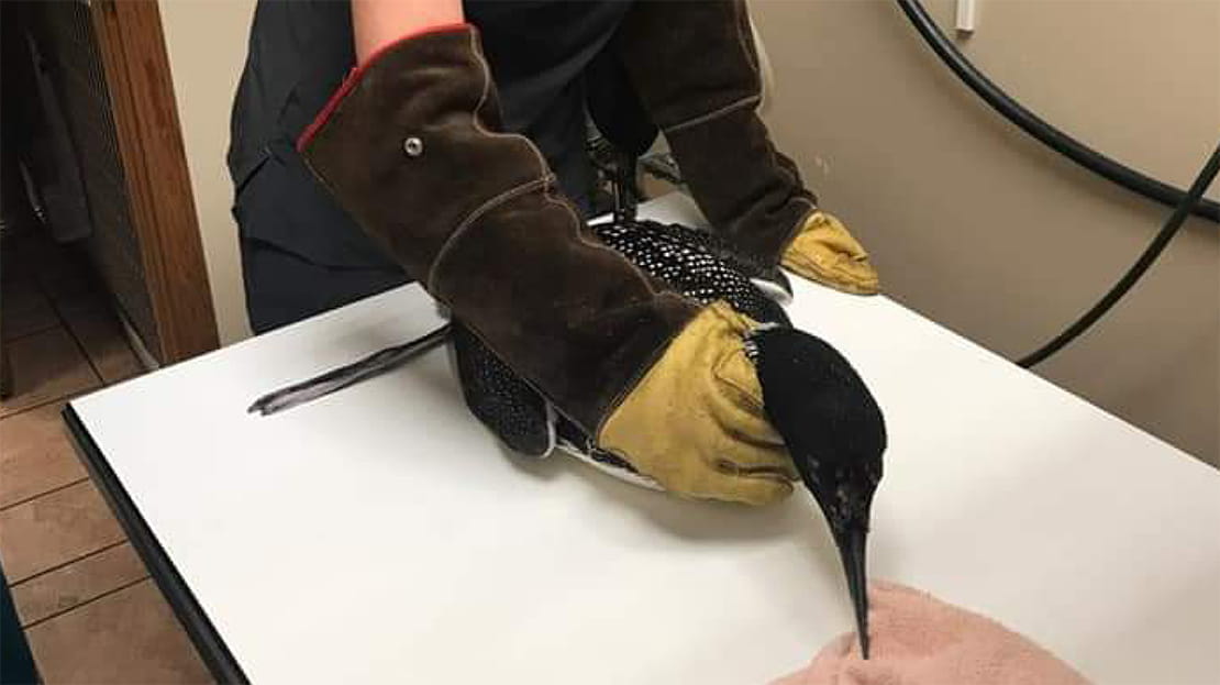 VCA Voice Loon Story