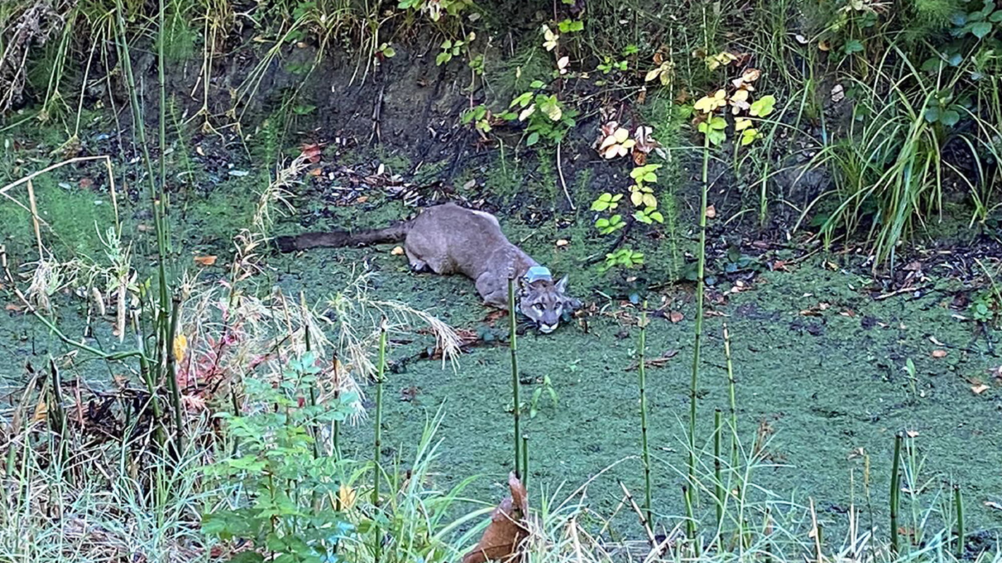 Mountain lion in grass