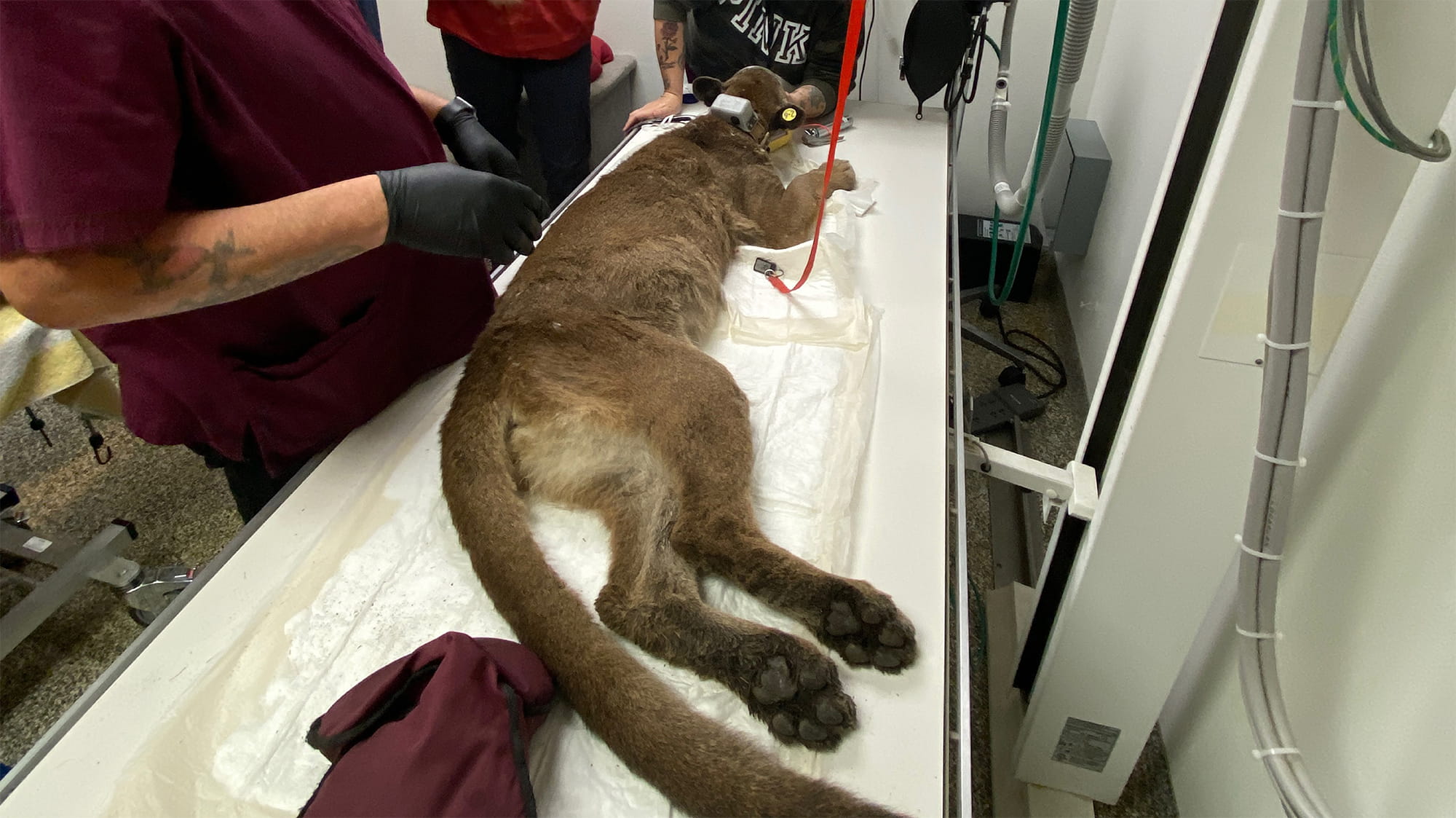 Mountain lion on exam table
