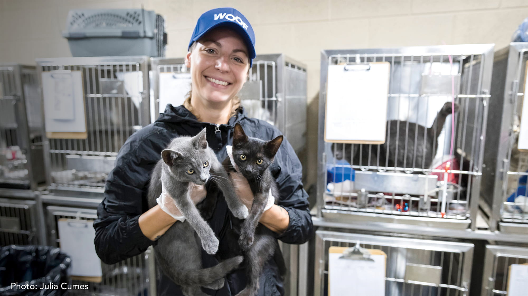 VCA Associate with Cats