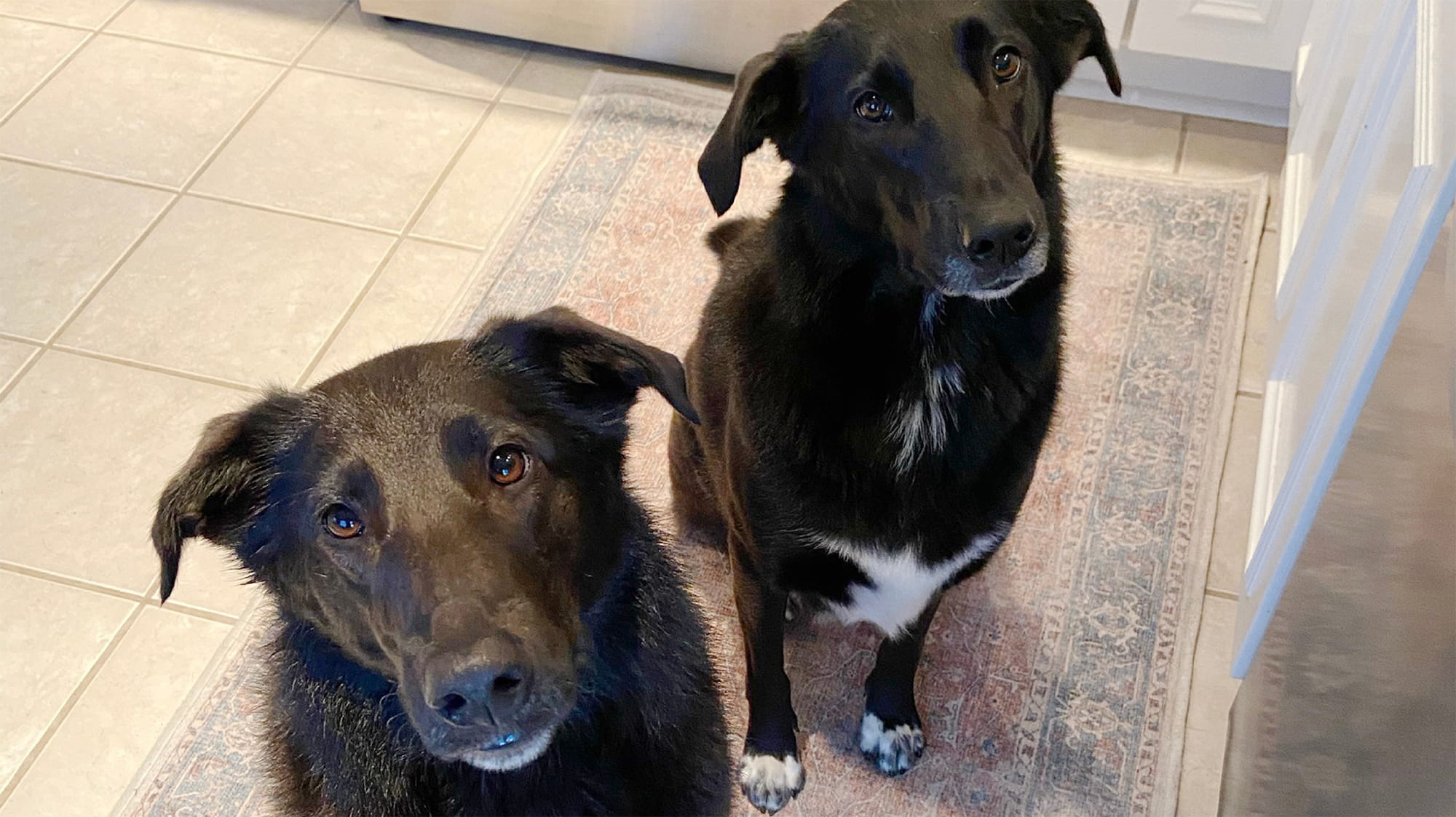 Sammy and Lili standing