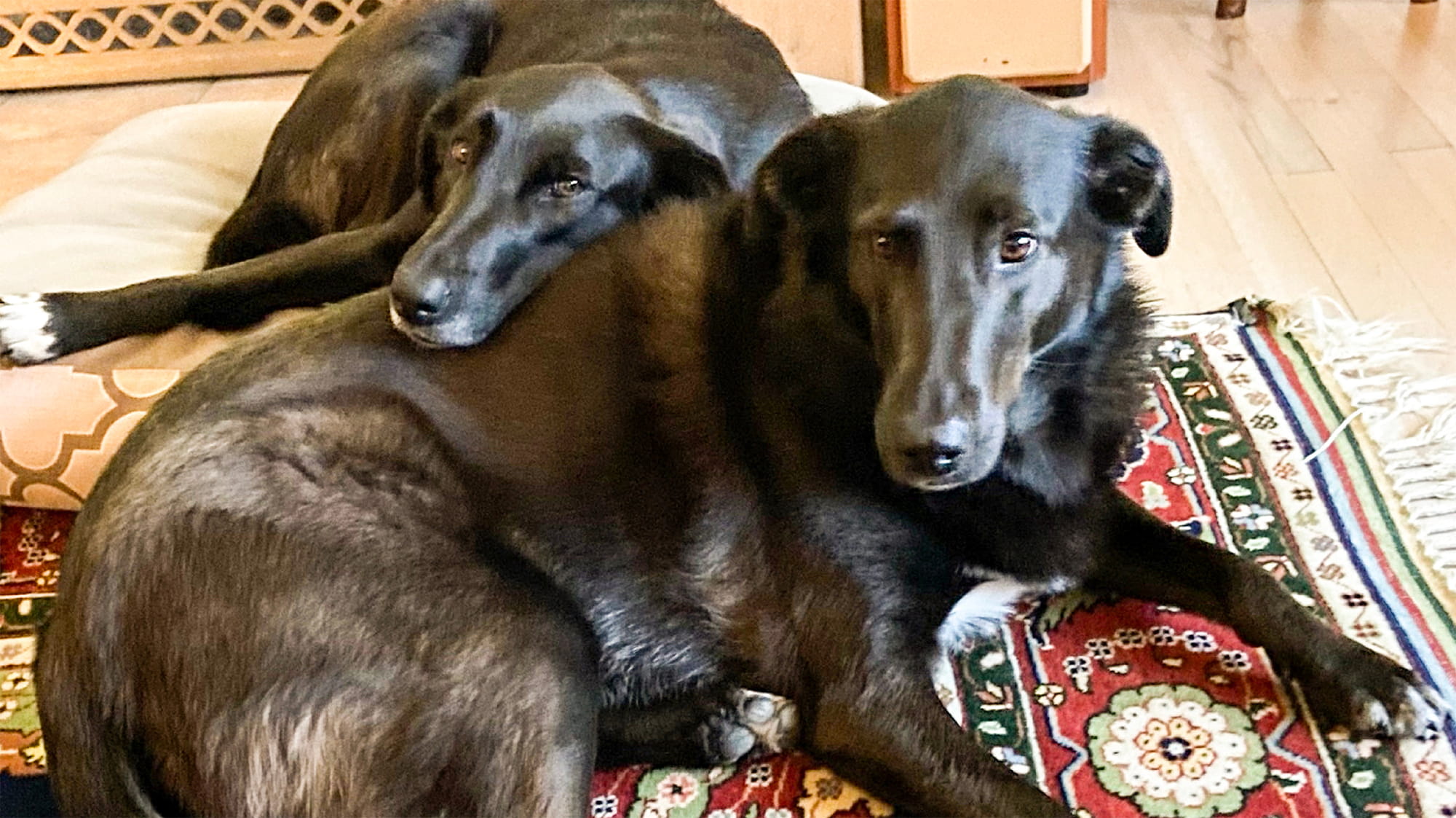 Sammy and Lili sitting together