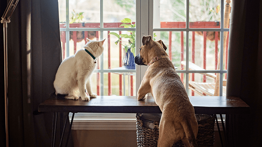 876x493 adobe ca AdultSenior