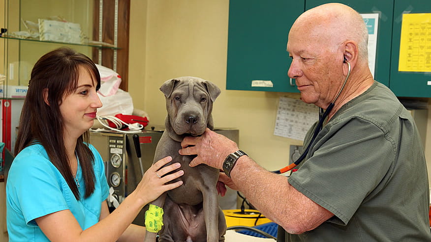 VCA Airport Irvine Animal Hospital Exam Room