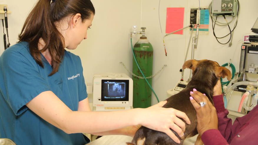 876x493 algeirs Ultrasound