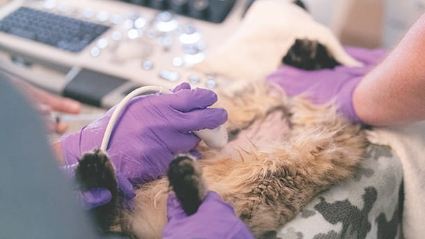 Diagnostic imaging at VCA Animal Specialty Group