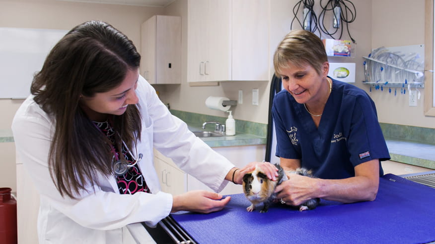 veterinarian with Guinea pig and technician