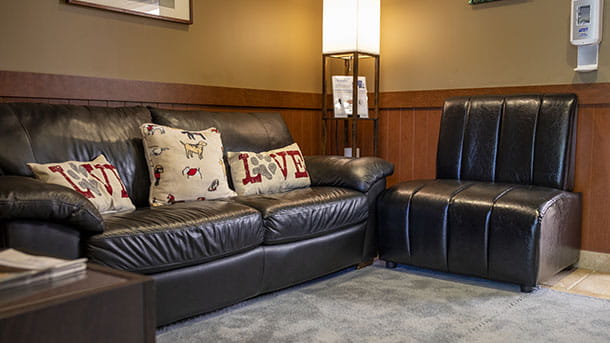 Comfort Room at VCA Cairo Animal Hospital