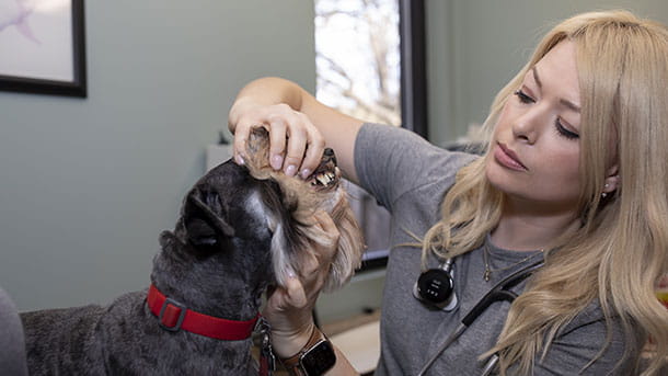 Dr. Smialek Performing Dental Exam on Dog at VCA Cairo Animal Hospital