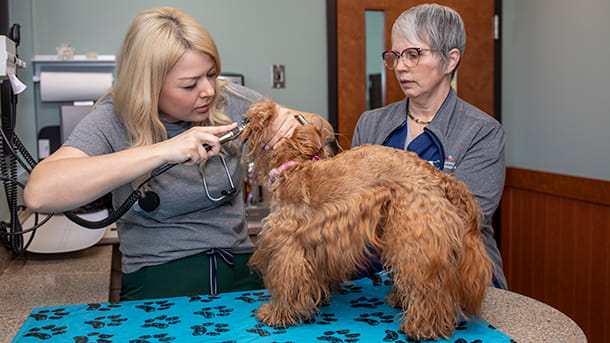 Veterinary staff examining a dog's ear at VCA Cairo Animal Hospital