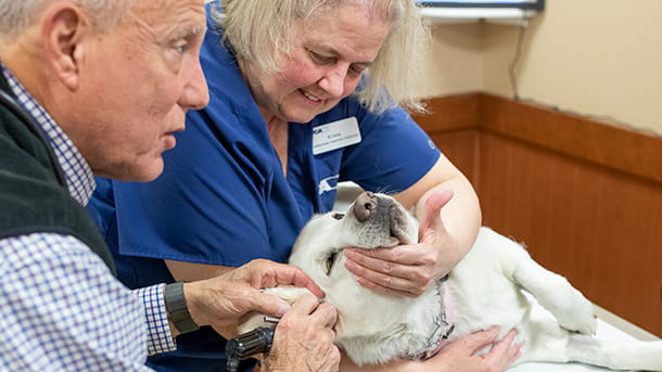 Dog receiving a video otoscopy at VCA Cairo Animal Hospital