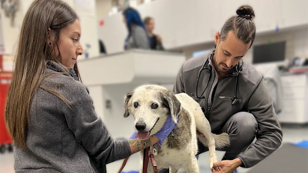 Neurologists performing a test on a dog