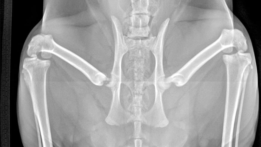 VCA Cat Hospital of Philadelphia Digital Radiology