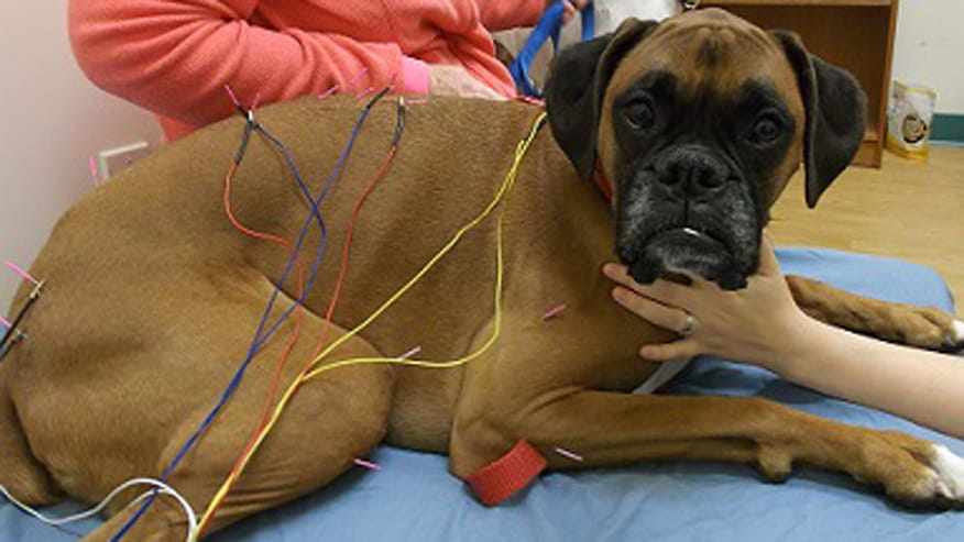 876x493 colonial acupuncture