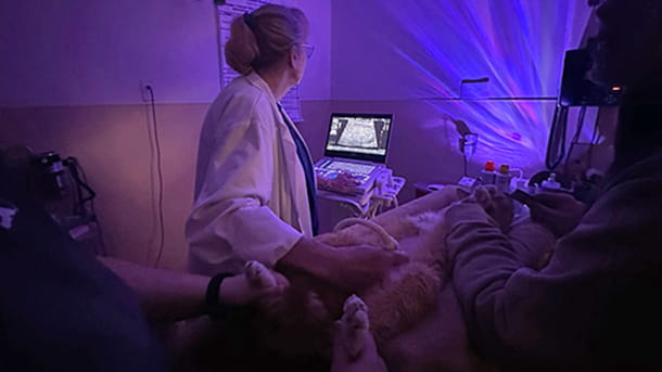 Veterinarian performing an ultrasound on a pet