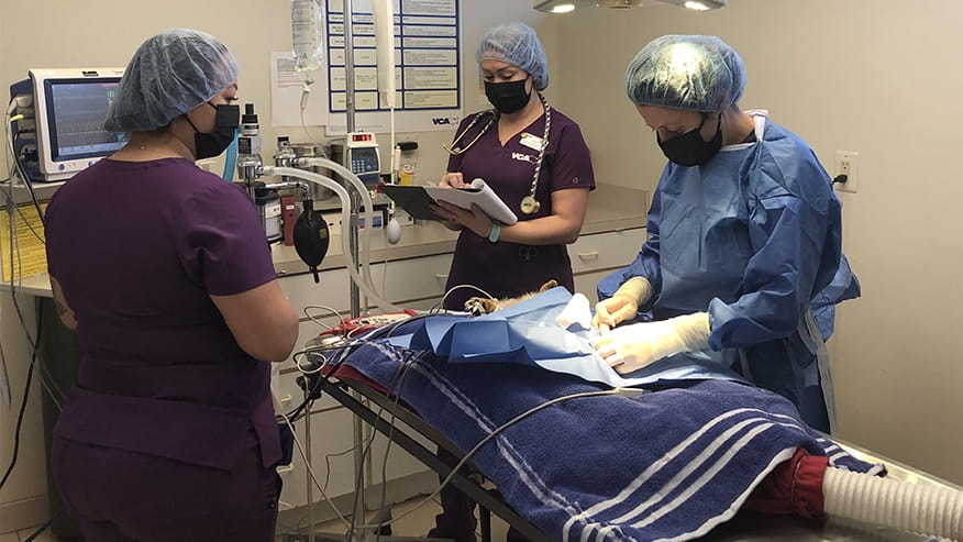 Commonwealth staff checking up on dog