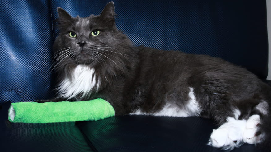 876x493 encina bone and joint surgery