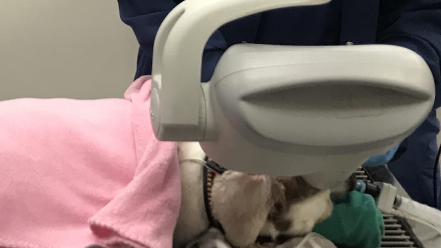 876x493 encina dental x rays