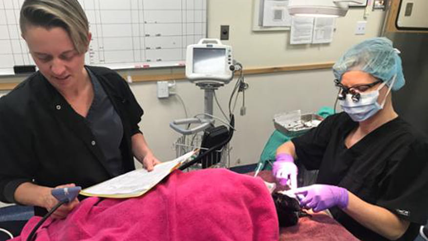 876x493 encina dentistry