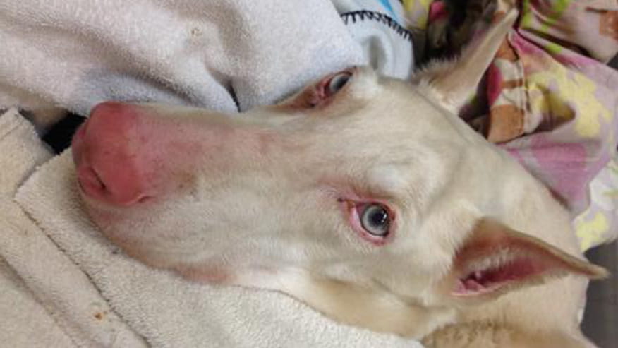 876x493 encina hospitalization