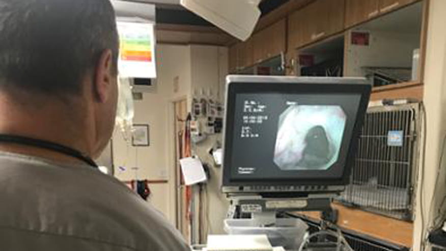 876x493 encina in house endoscopy