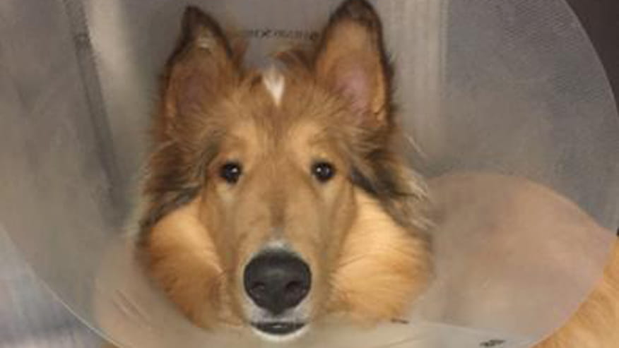 876x493 encina intensive care