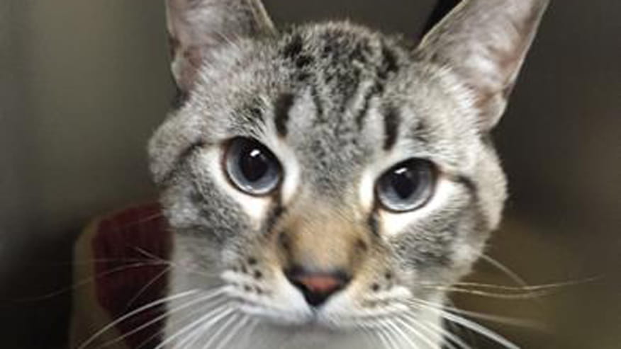 876x493 encina isolation ward