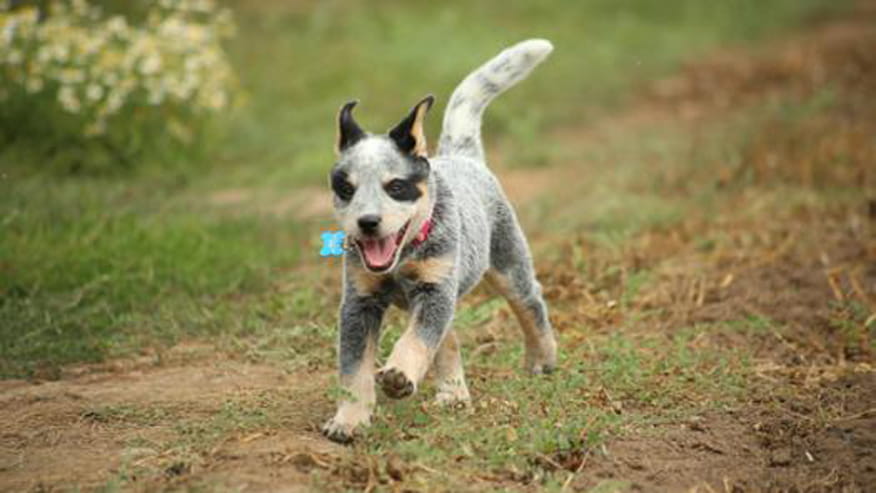 876x493 encina parasite control