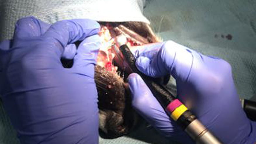 876x493 encina periodontics