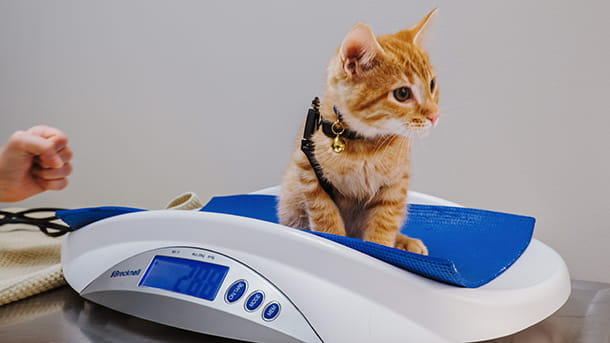 Orange tabby kitten sitting on a scale