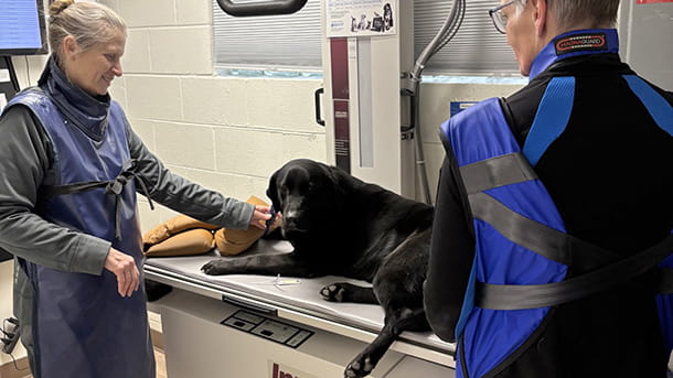 Dog getting an x-ray at VCA Hawthorn Animal Hospital